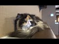Click here to watch this video [HD] 餌につられて起き、またすぐ寝るにゃんこ