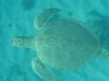 Playa Lagun, Curacao - snorkelen met schildpadden!