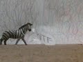 WTF im a ZEBRA