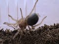 Mexican Red Knee Spiderling