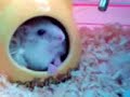 My hamster--- TO Dragon?? My hamster--- TO Dragon??