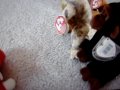 beanie baby homocides part 4