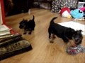 Click here to watch this video L_puppies.wmv