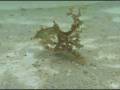 videos de loco-004-01.mpg