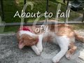 My cute cat Mickey 2