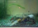 CHERAX ZEBRA CHERAX ZEBRA