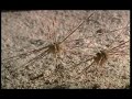 Creatures from the ocean depths Part 2