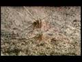 Creatures from the ocean depths Part 2