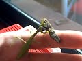 Iris oratoria eating grasshopper Oedipoda coerulescens Iris oratoria eating grasshopper Oedipoda coerulescens