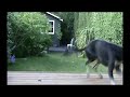 saluki cross simon big spin finish