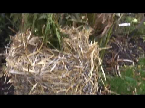 how to transplant tree ferns