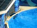 HongKong Ocean park 28