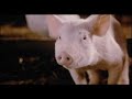 Trailer zu \"Schweinchen Wilbur und seine Freunde\"