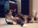 Grandma (The Cat)