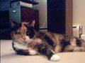 Grandma (The Cat)