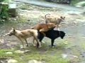 Video dog ml Video dog ml