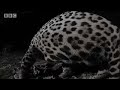 First wild sighting - Stalking the Jaguar - BBC Animals