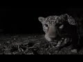 First-wild-sighting-