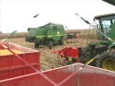 berba kukuruza u Bjelovaru (corn harvest in Croatia)