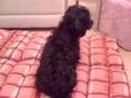 videos de Dogbook Movie: Pebbles - My Yorkiepoo