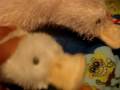 Comparing the Lil'KInz googles and the Regular Size webkinz  googles