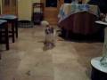 Toby juguetón.avi
