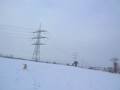 Golden Retriever Lupo im Schnee
