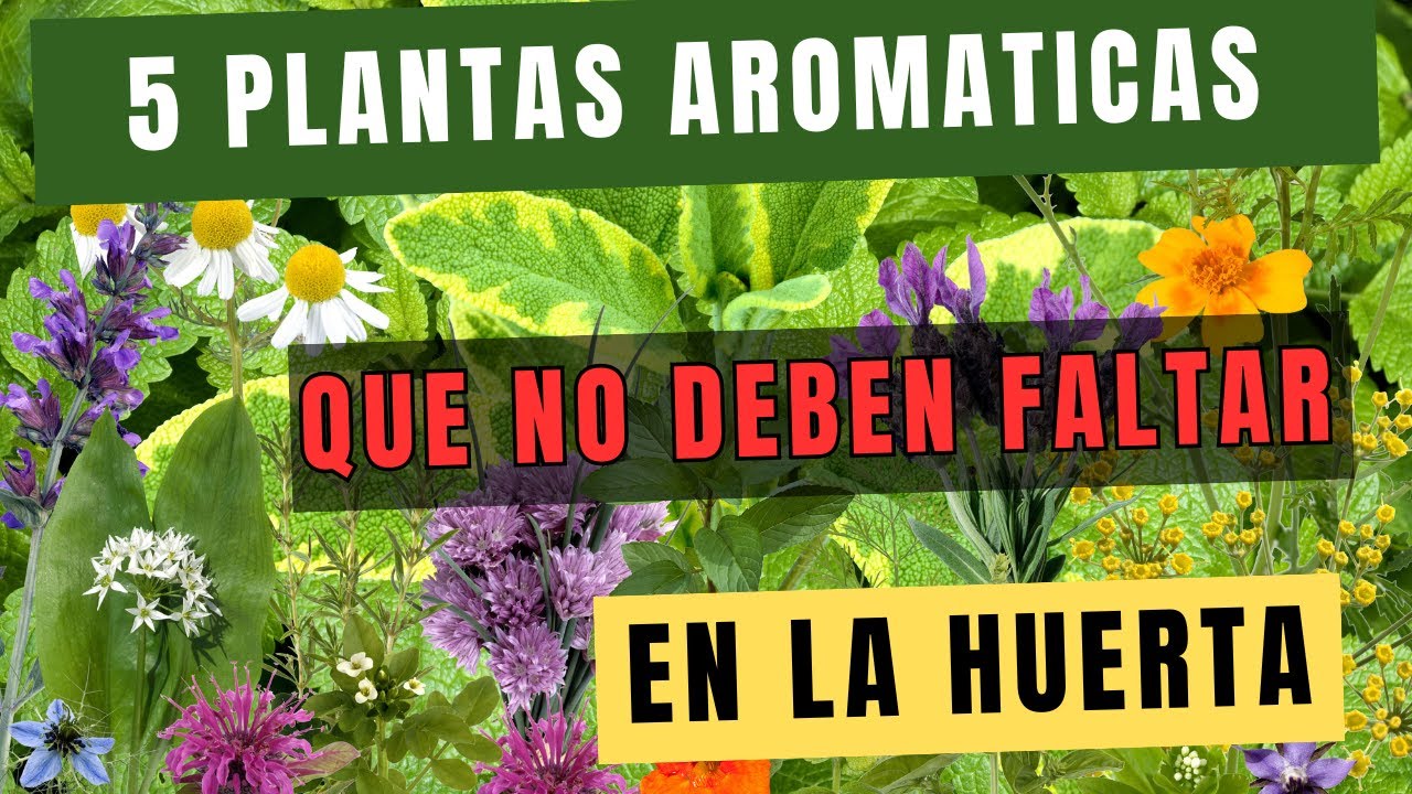 Las 5 aromáticas que no deben faltar en la huerta #campo campo