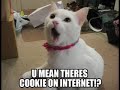 Hilarious Cat Photos