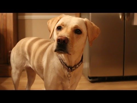 how to know dogs age