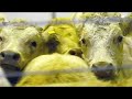 Livestock auctioneers compete for LMA world championship