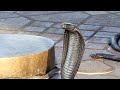 Les Serpents de la Place Jemma El Fnaa 