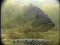 The Lure of Shallow Water for Largemouth Bass