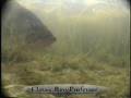 default Bass Fishing in Shallow Water