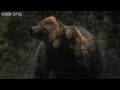 HD Web Extra: Super Slo Mo of Bear shaking water off its fur - Nature's Great Events - BBC One