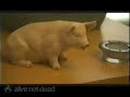 Eugenia Yuan - Demo Reel (1 of 2) Eugenia Yuan - Demo Reel (1 of 2)