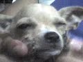 Valentina chihuahua