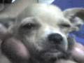 Valentina chihuahua