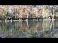 videos de A crisp, cool fall morning at Morrison Springs in Walton County, Florida