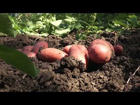 Проф. др Драган Гламочић о улагањима у пољопривреду