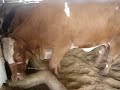 Vaca Simbrasil Vaca Simbrasil