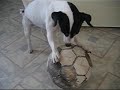DunyaDaisySpikey voetbal DunyaDaisySpikey voetbal