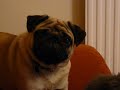 Anyone fancy a massage? Kitten massages Pug Dog