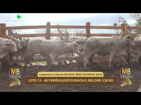 509 LEILO VIRTUAL MB LEILES