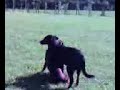 Perros garchando desaforadamente