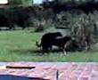 Perros garchando desaforadamente
