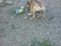 Belgian Malinois Belgian Malinois