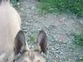 Pastor Belga Malinois video