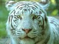 Eye of the tiger (tribute)