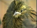 Cirl Bunting - RSPB -  Saving The Planet UK
